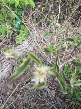 Image of Alternanthera echinocephala (Hook. fil.) Christopherson