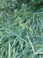 Image of Pink Agapanthus