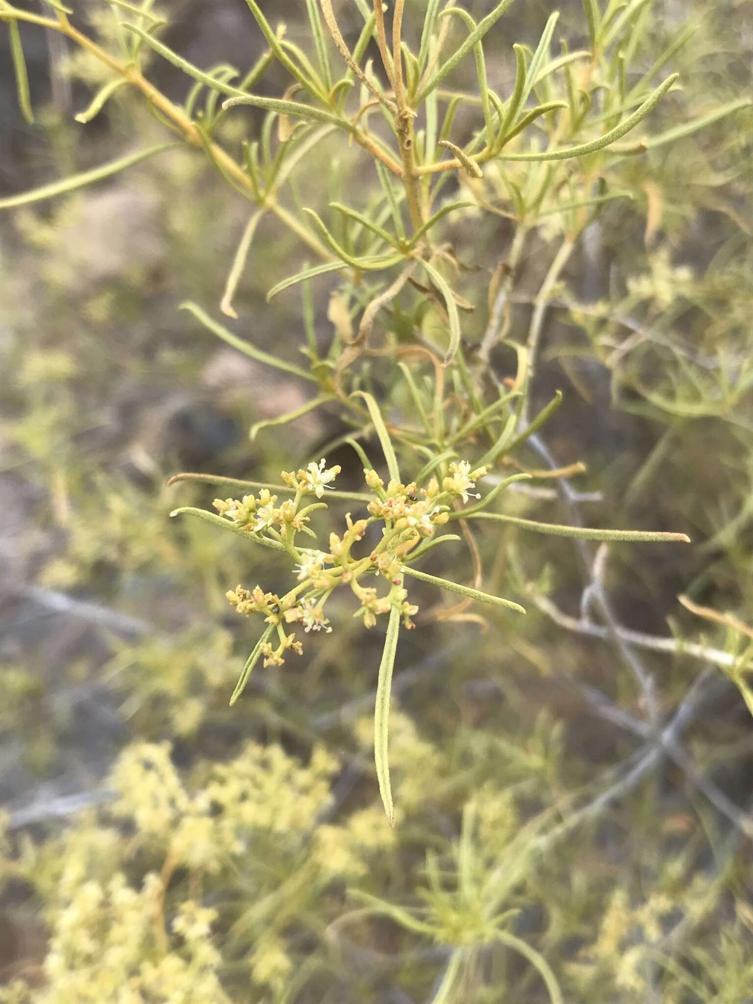 Image of Aizoon africanum (L.) Klak