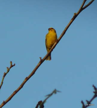 Image of Yellow-fronted Canary