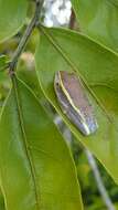 Image of Andranolava Reed Frog