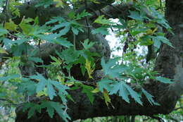 Plancia ëd Platanus orientalis L.