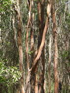 Sivun Leptospermum brachyandrum (F. Müll.) Druce kuva