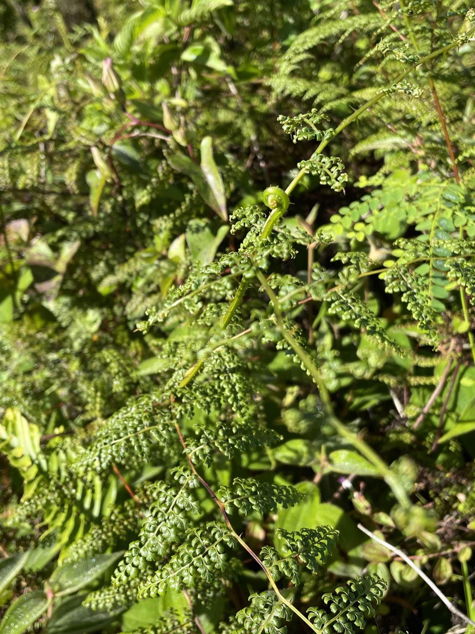 Image of thicket creepingfern