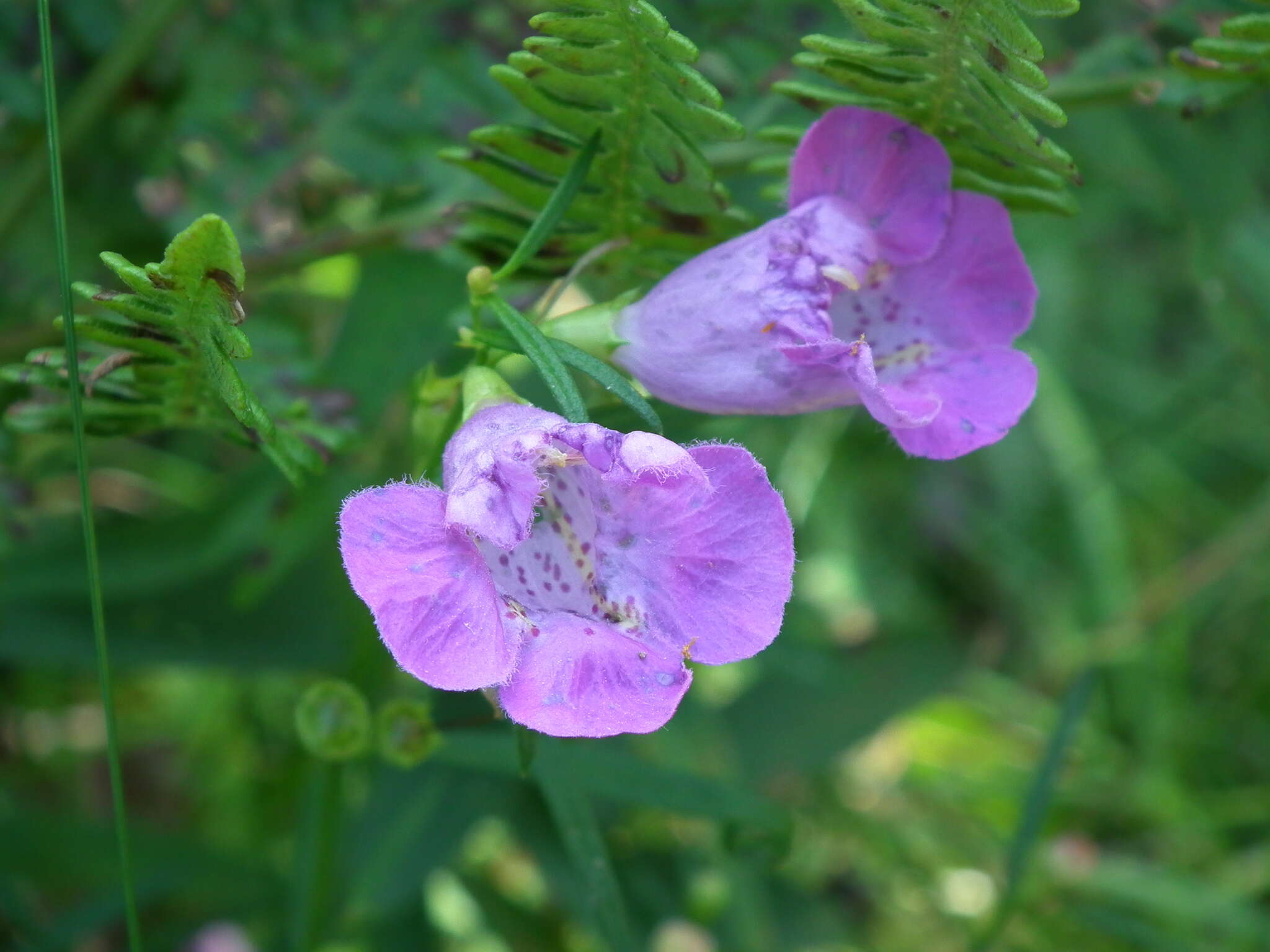 Image of <i>Agalinis <i>purpurea</i></i> var. purpurea