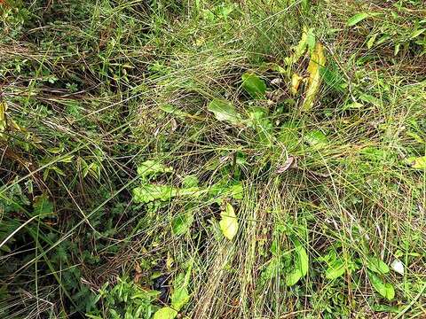 Image of Alepidea cordifolia