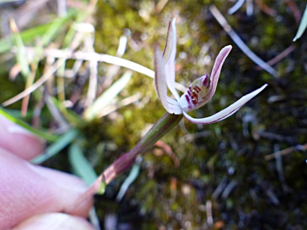 Image de Caladenia variegata Colenso