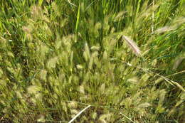 Plancia ëd Hordeum marinum subsp. gussoneanum (Parl.) Thell.