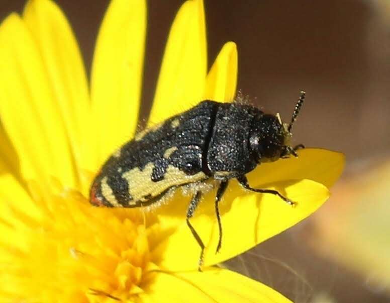 Image of Acmaeodera amabilis Horn 1878