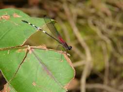 Image of Hetaerina fuscoguttata Selys 1878