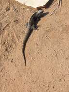 Image of Cape Spinytail Iguana