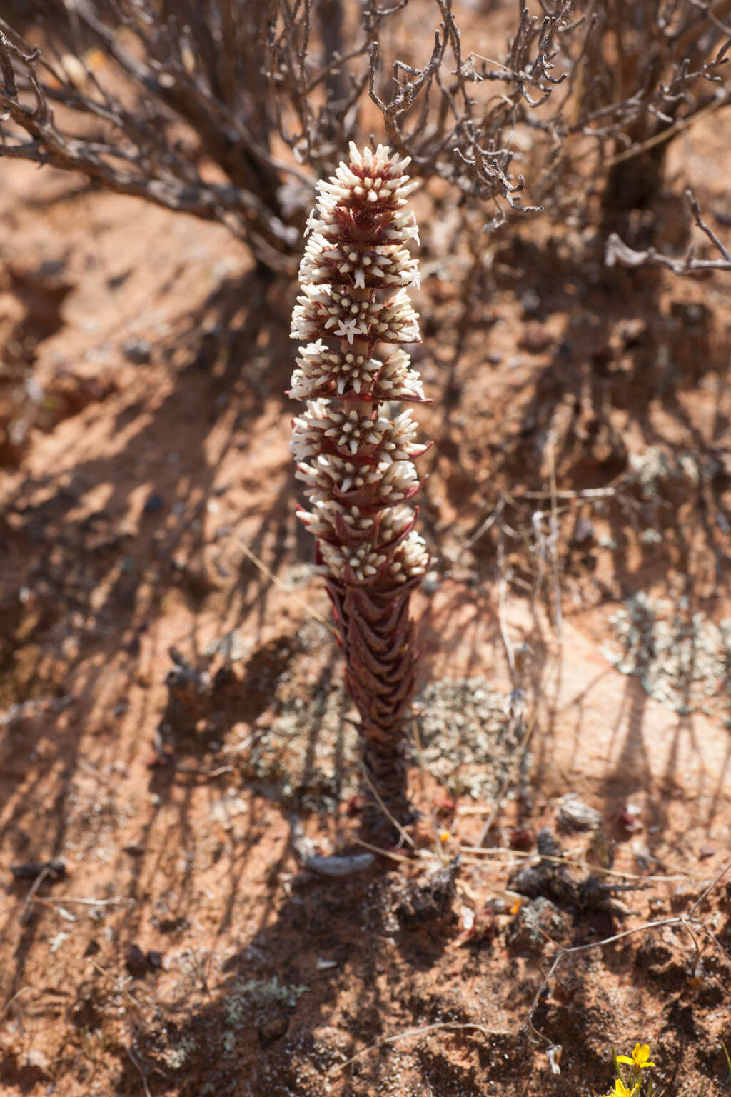 Image of Crassula alpestris subsp. massonii (Britt. & Bak. fil.) Tölken