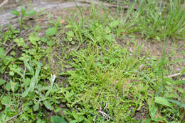 Image of Selaginella nipponica Franch. & Sav.