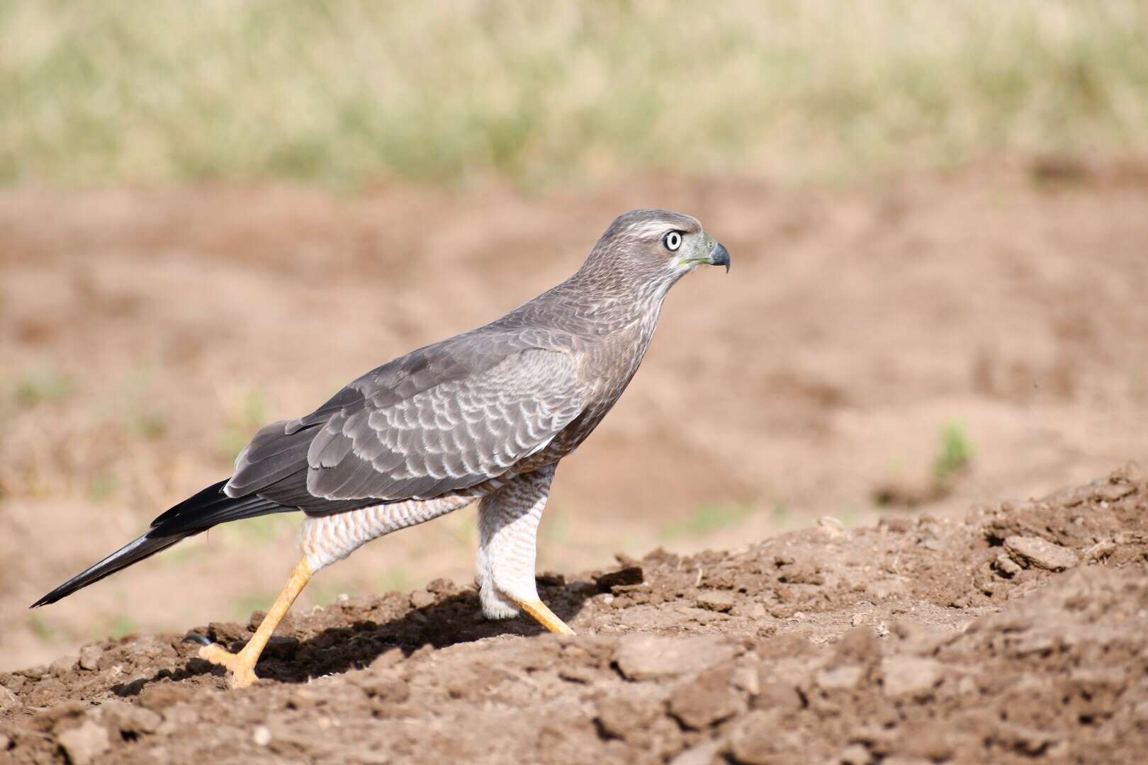 Image of Eastern Chanting Goshawk