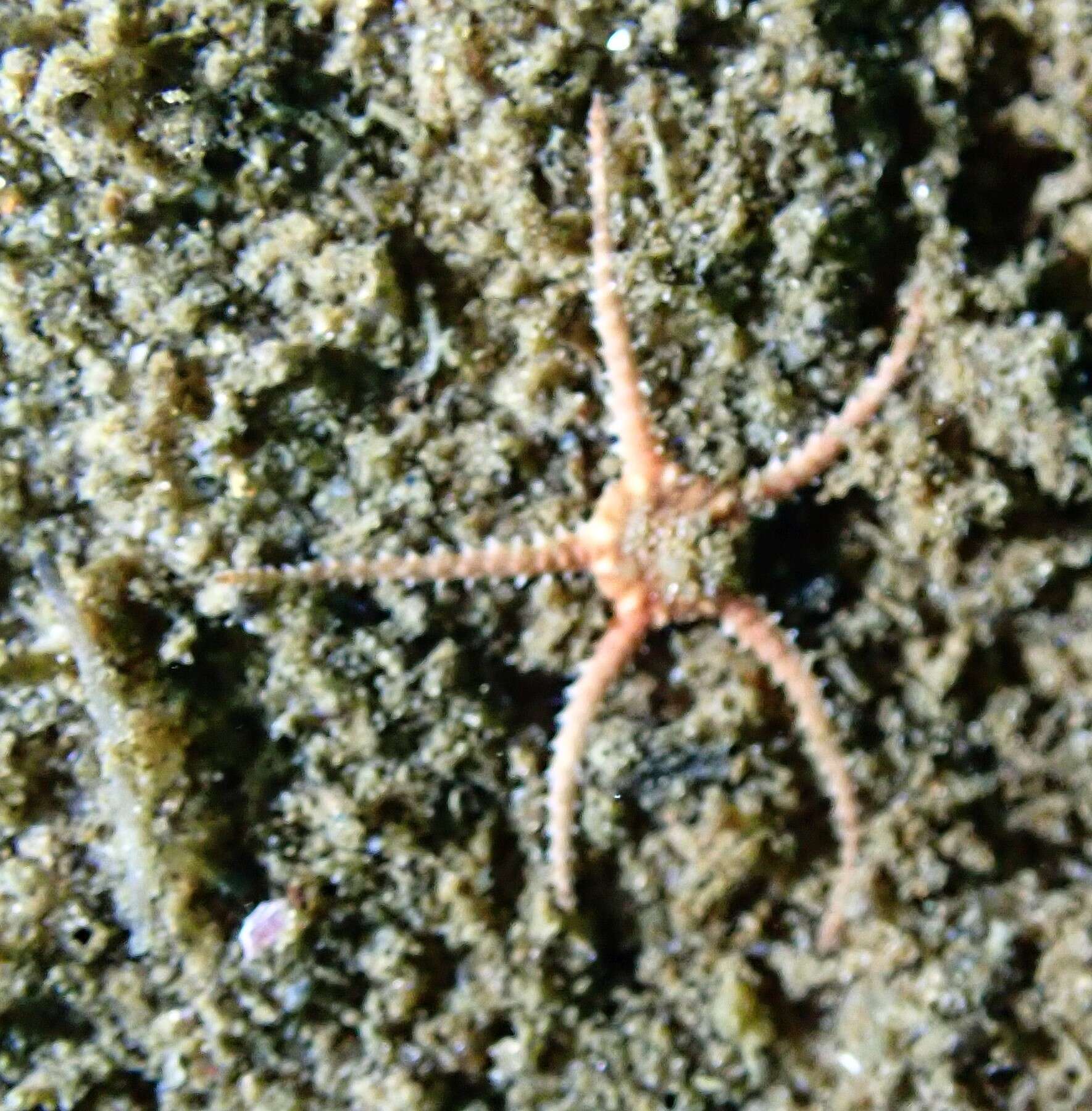 Image of little serpent-star