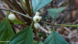 صورة Tricalysia leucocarpa (Baill.) Ranariv. & De Block