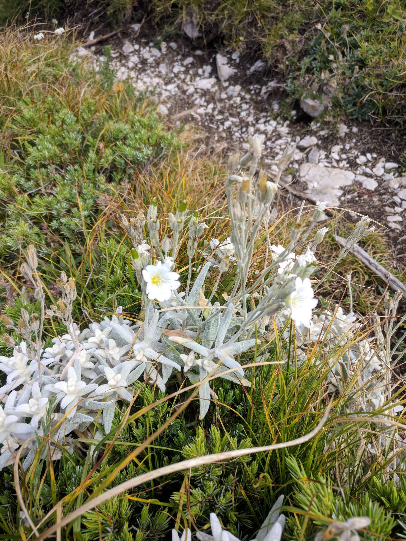 Image of Boreal chickweed