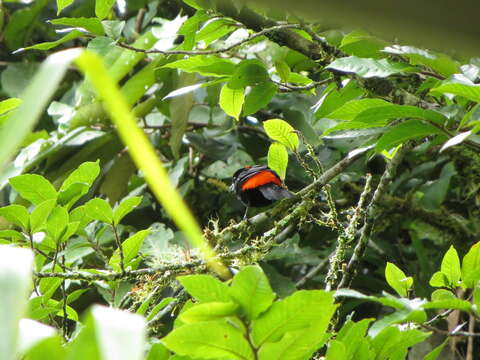 Image of Ramphocelus passerinii costaricensis Cherrie 1891