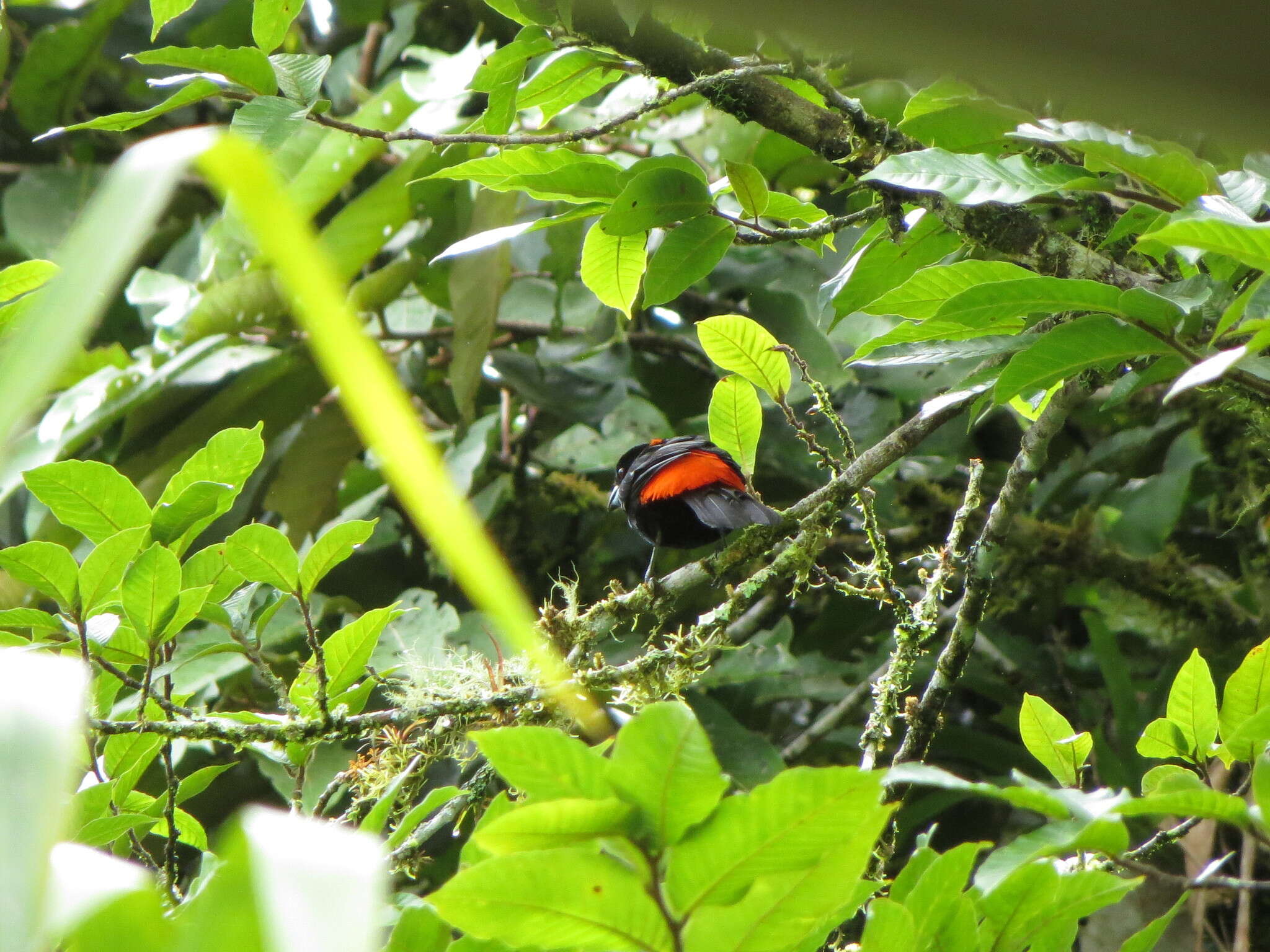 Image of Ramphocelus passerinii costaricensis Cherrie 1891