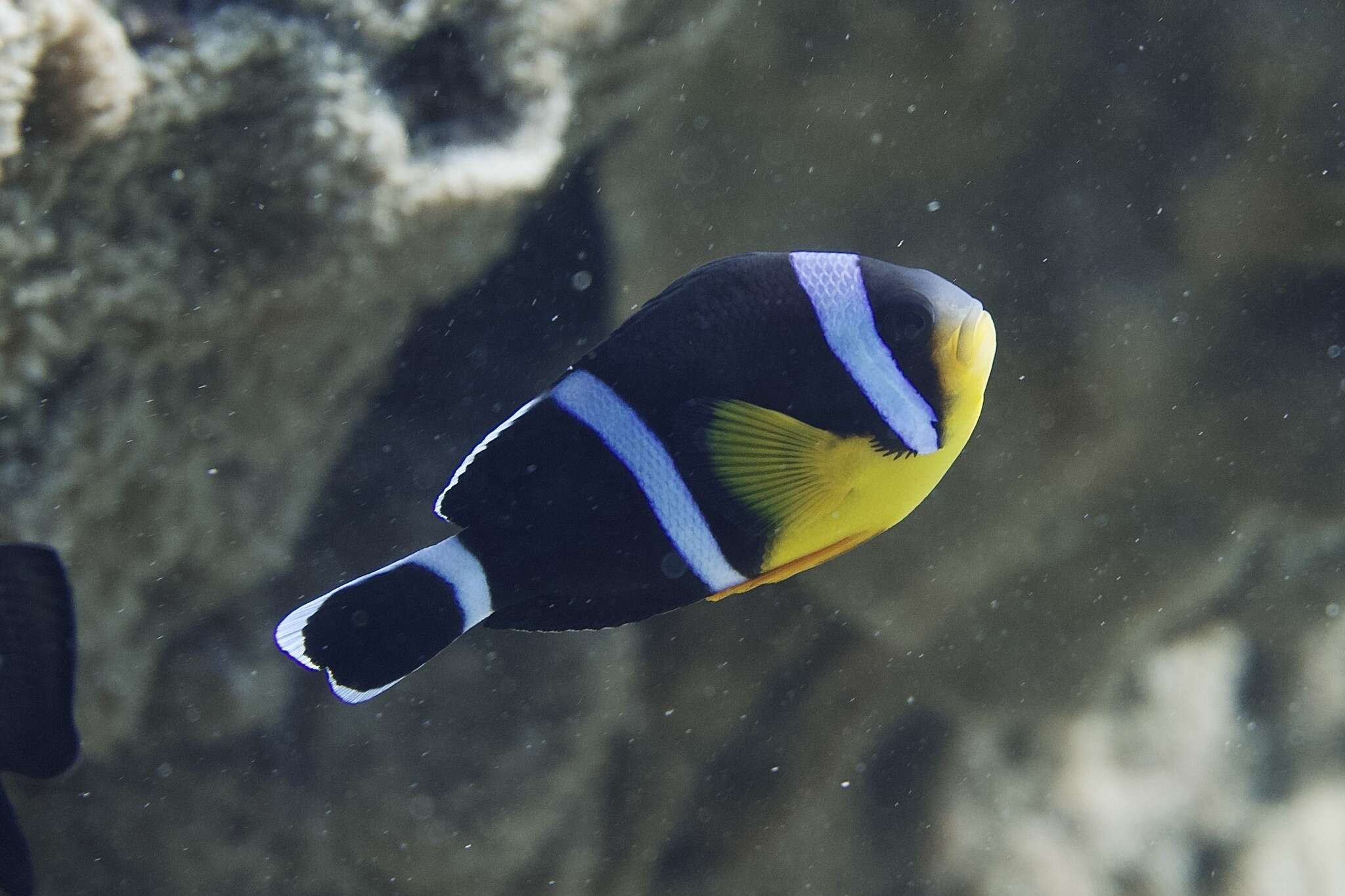 Amphiprion chrysogaster Cuvier 1830 resmi