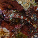 Image of Cryptic Triplefin