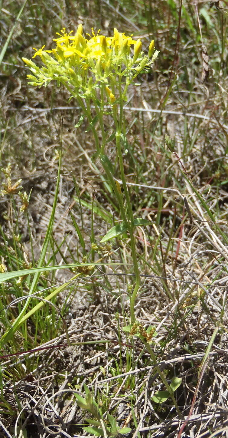 Image de Sebaea aurea (L. fil.) Sm.