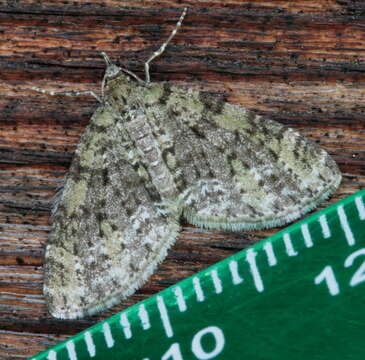 Image of Olive-and-black Carpet