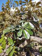 Image of Schefflera macrocarpa (Cham. & Schltdl.) Frodin