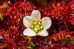 Image of Drosera uniflora Willd.