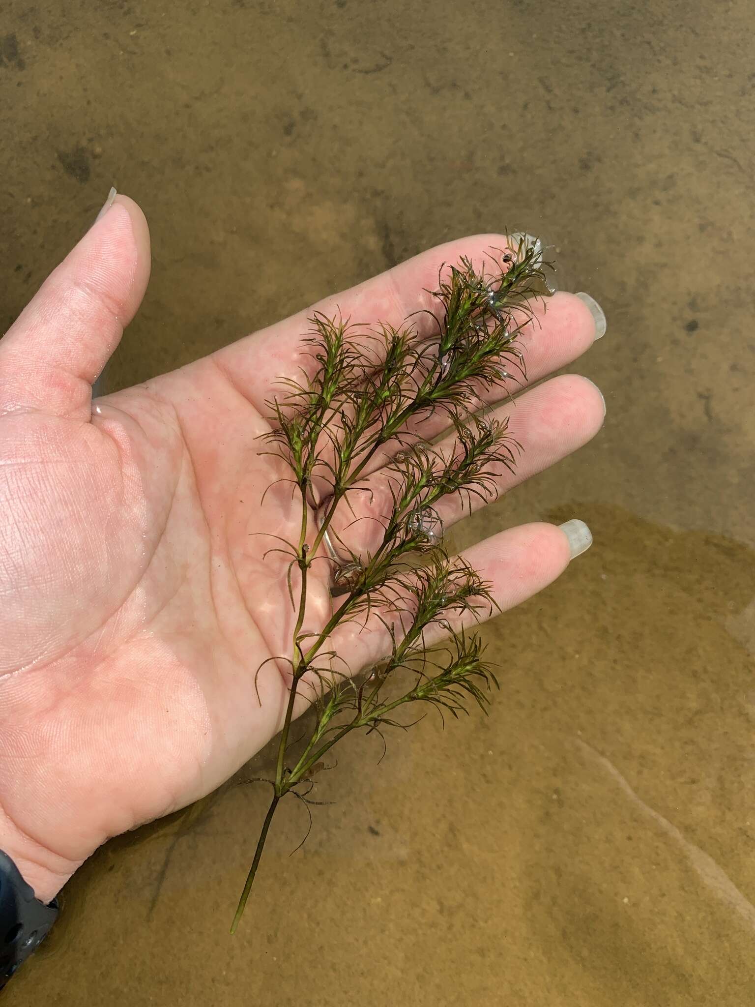 Image of Slender Naiad