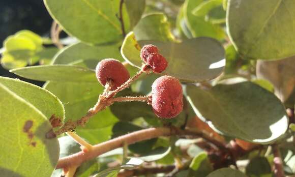 Image of Mariposa manzanita