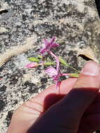 Image of Gladiolus cylindraceus G. J. Lewis