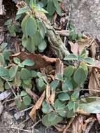 Image of Terrestrial Peperomia