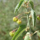 Image of Ayenia peninsularis T. S. Brandeg.