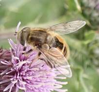 Image of Eristalis abusivus Collin 1931