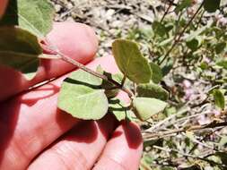 Image of Ageratina calaminthifolia (Kunth) R. King & H. Rob.