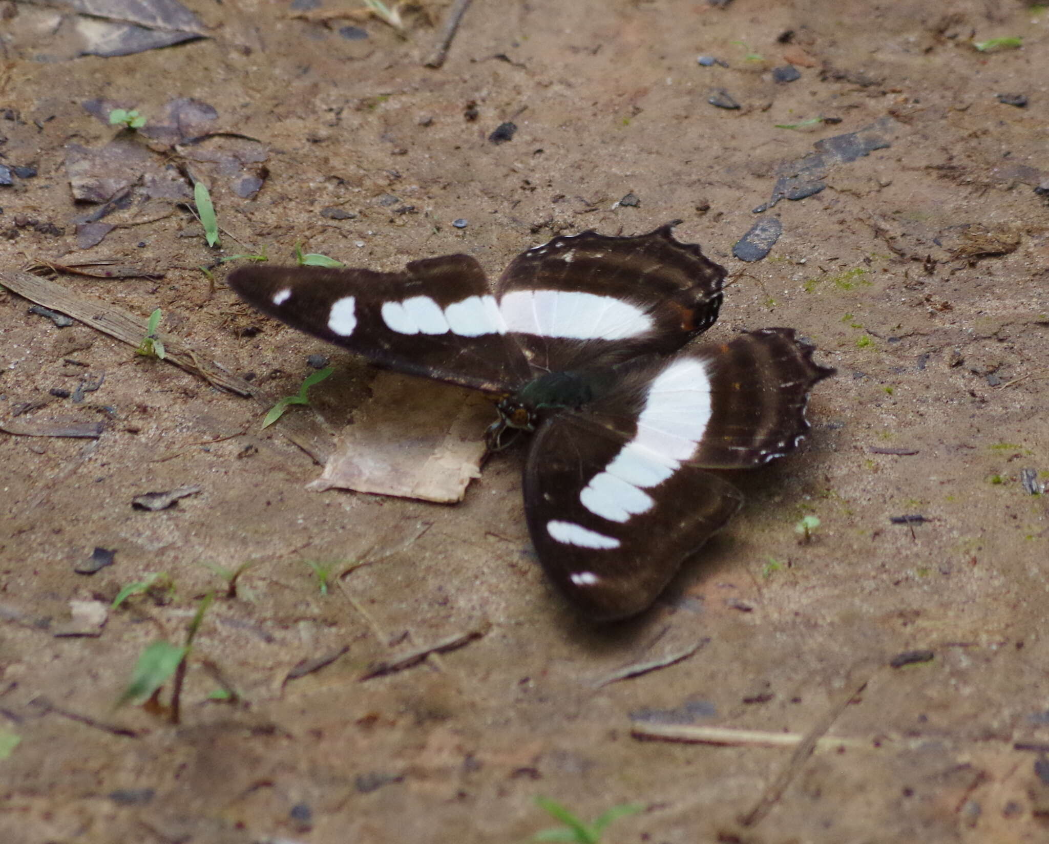 Image of Pyrrhogyra edocla Doubleday (1848)