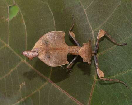 Imagem de Deroplatys truncata Guerin-Meneville 1843