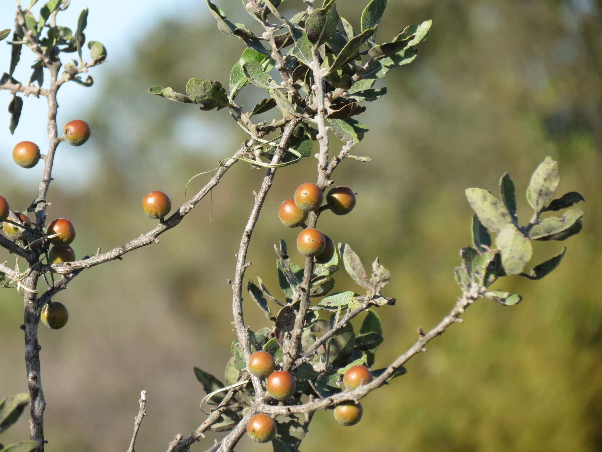 Sivun Euclea tomentosa E. Mey. ex A. DC. kuva