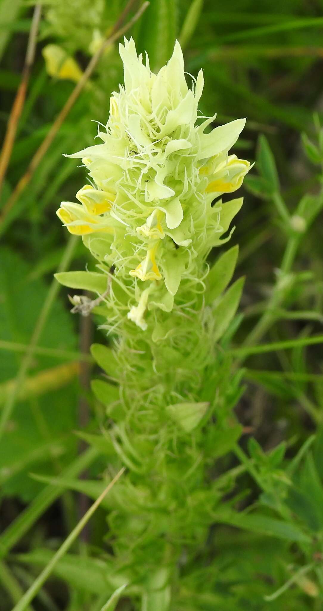 Image of Melampyrum argyrocomum Fisch. ex Steud.