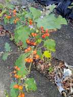 Image of Solanum violaceum Ortega