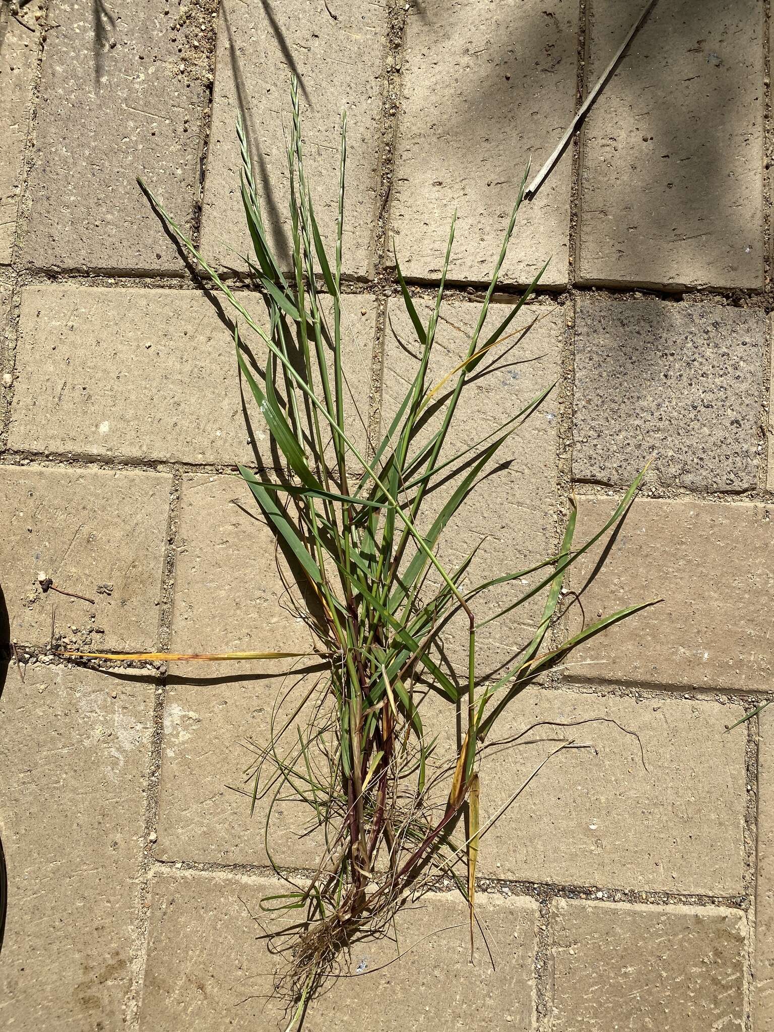 Image of Wimmera ryegrass