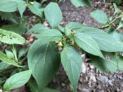 Image of Tubocapsicum anomalum (Franch. & Savat.) Makino