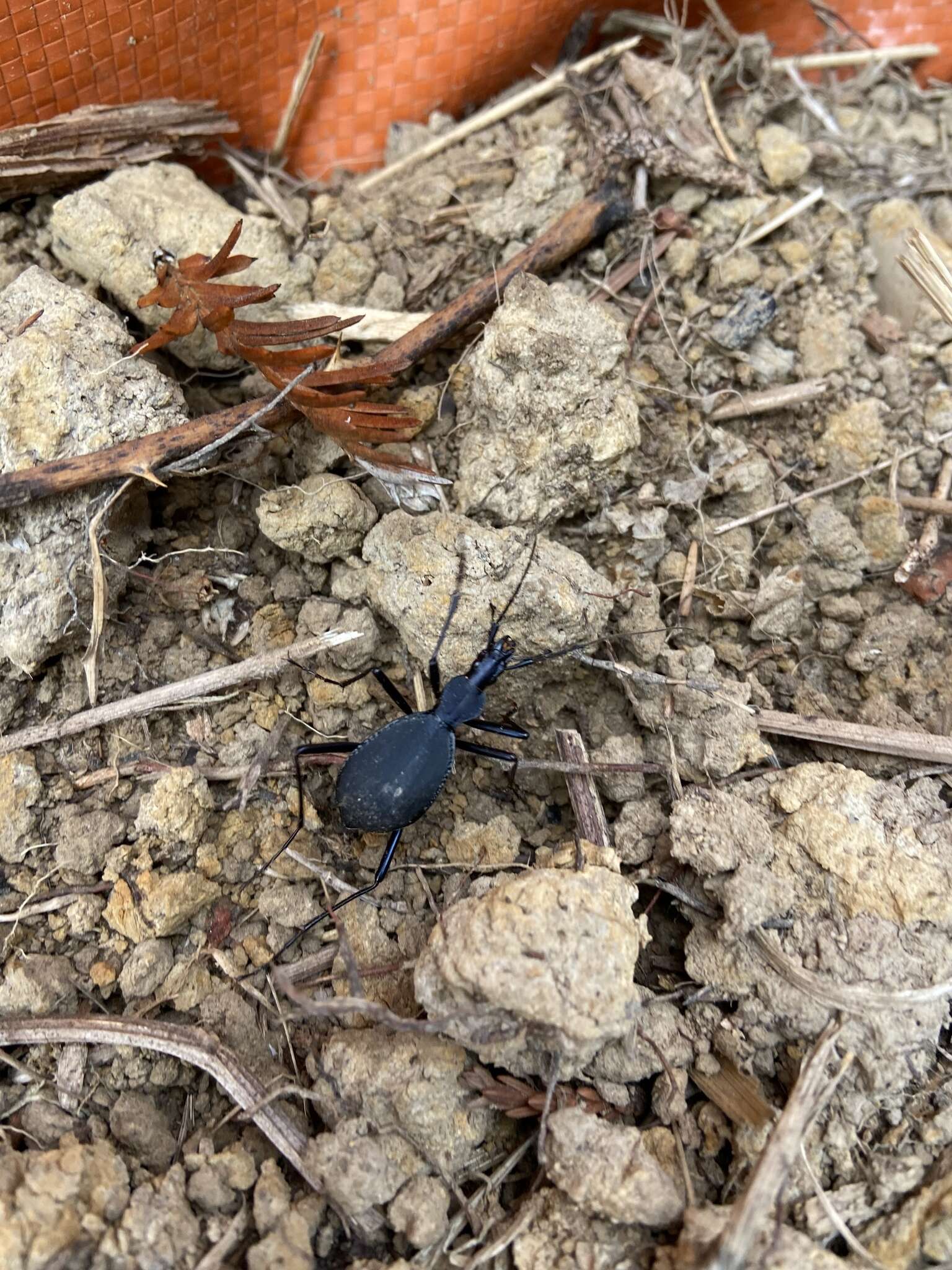 صورة Scaphinotus (Stenocantharus) velutinus (Ménétriés 1843)