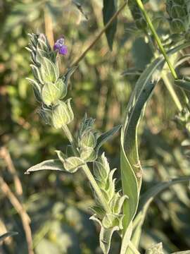 Image of Justicia bracteata (Hochst.) Zarb