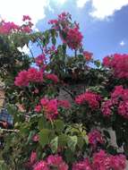 Bougainvillea spectabilis Willd. resmi