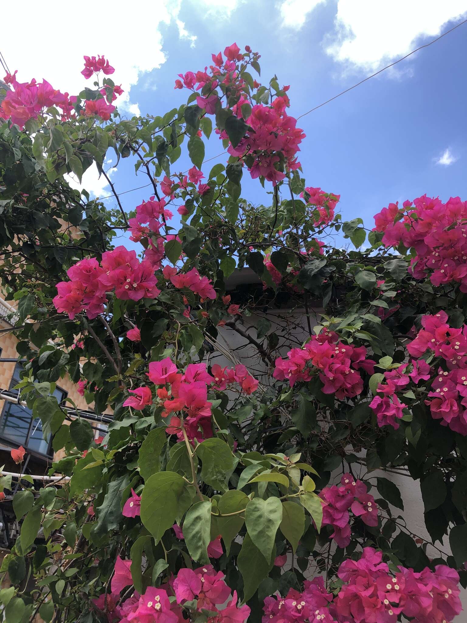 Imagem de Bougainvillea spectabilis Willd.