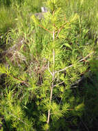 Larix occidentalis Nutt. resmi