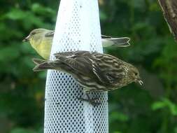 Image of Pine Siskin