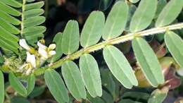 Image of Yellow Milk-vetch